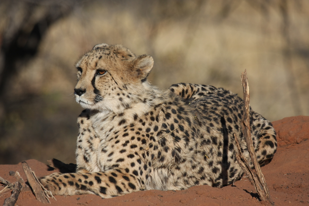 [6656] 2016_06_23_10_56_10_Africa_Canon_EOS_40D_IMG__08736.jpg