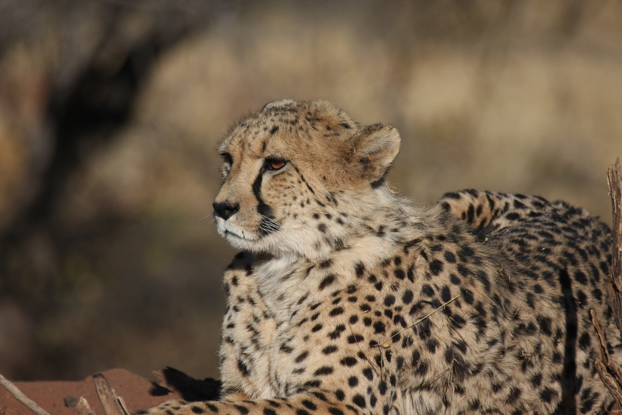 [6661] 2016_06_23_10_56_15_Africa_Canon_EOS_40D_IMG__01292.jpg