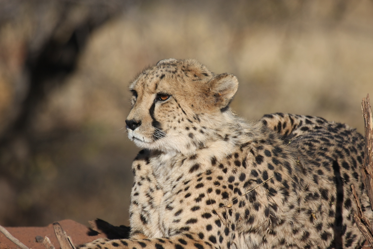 [6664] 2016_06_23_10_56_17_Africa_Canon_EOS_40D_IMG__00459.jpg