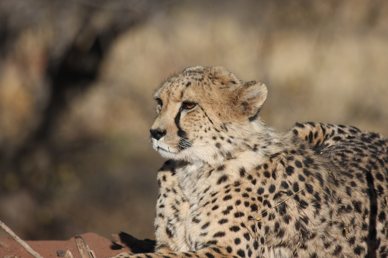 [6669] 2016_06_23_10_56_17_Africa_Canon_EOS_40D_IMG__01295.jpg