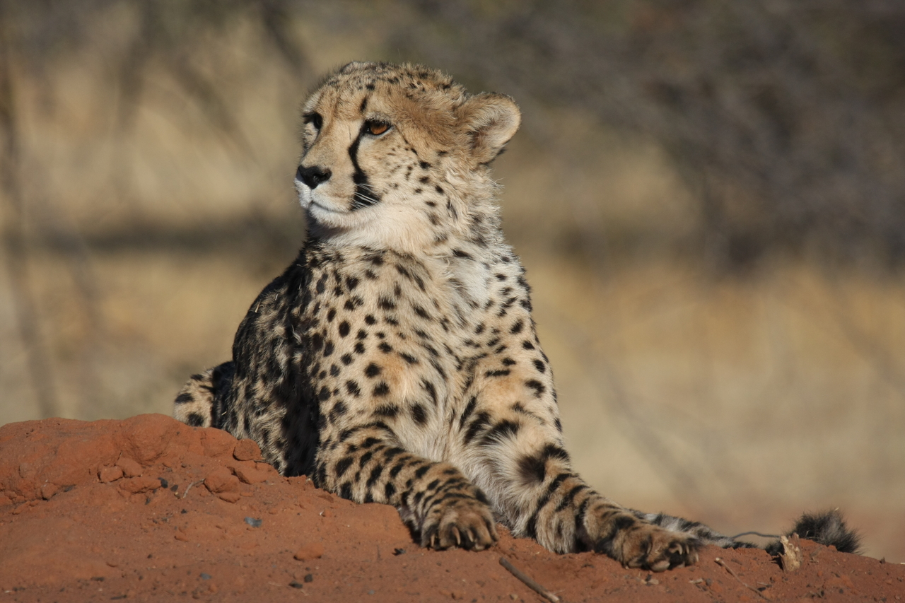 [6679] 2016_06_23_10_57_00_Africa_Canon_EOS_40D_IMG__00464.jpg