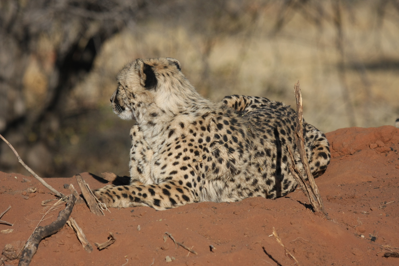 [6691] 2016_06_23_10_57_11_Africa_Canon_EOS_40D_IMG__01302.jpg