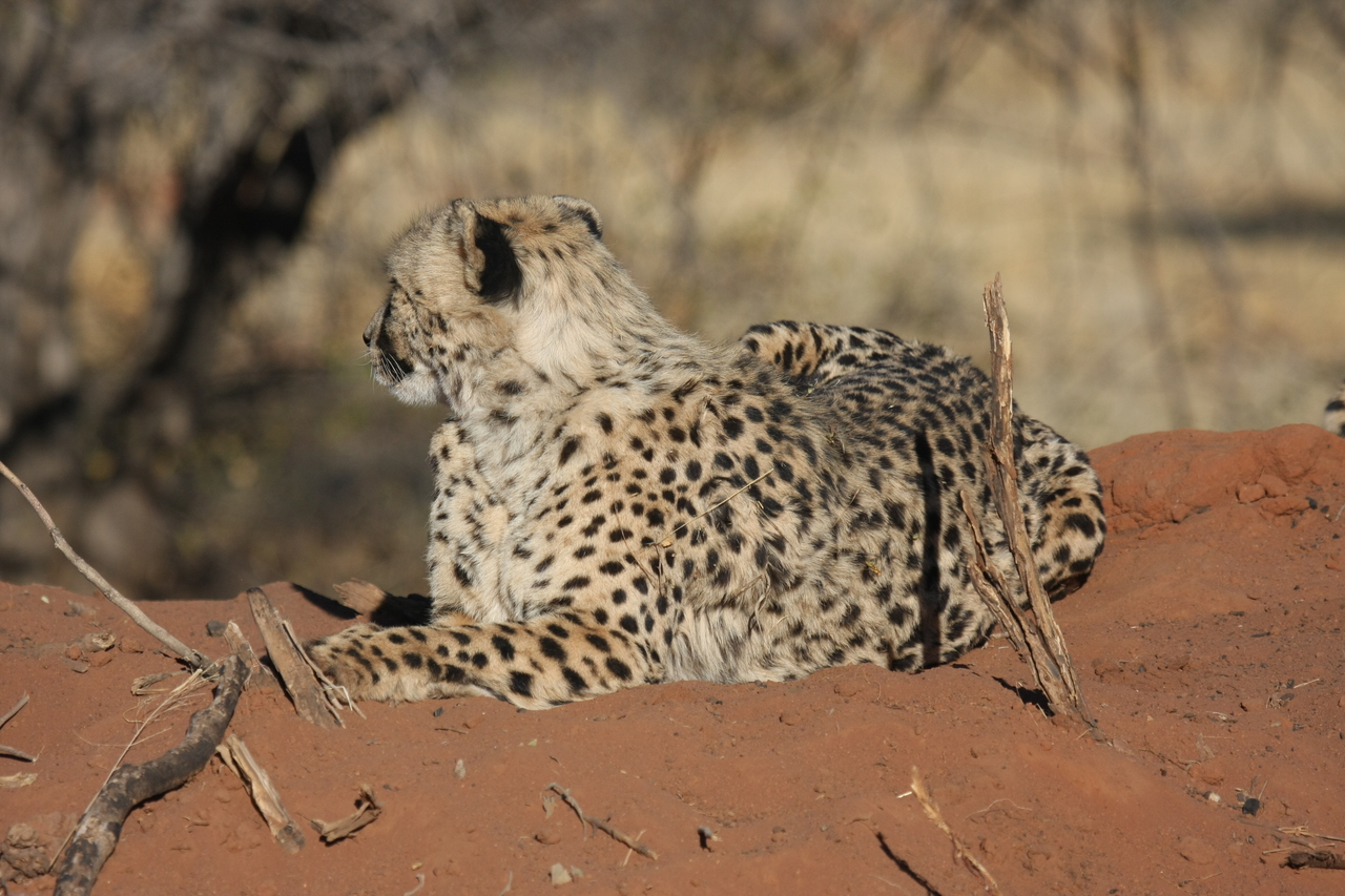 [6692] 2016_06_23_10_57_11_Africa_Canon_EOS_40D_IMG__08748.jpg