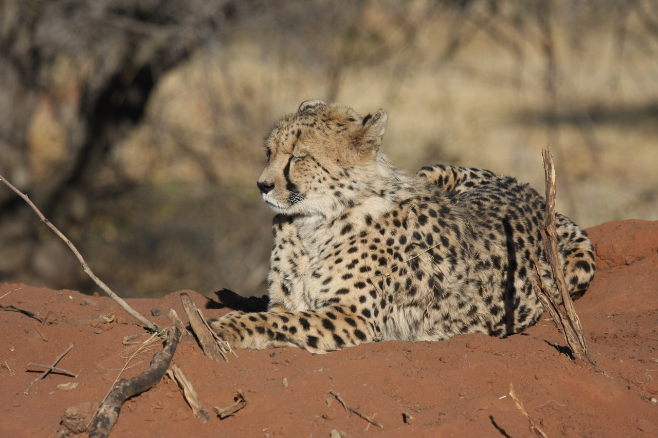 [6700] 2016_06_23_10_58_00_Africa_Canon_EOS_40D_IMG__00471.jpg