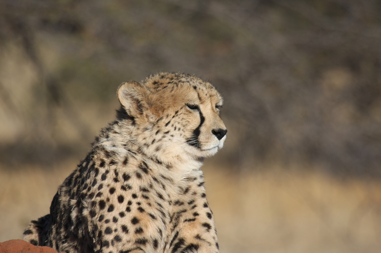 [6755] 2016_06_23_10_58_43_Africa_Canon_EOS_40D_IMG__08767.jpg