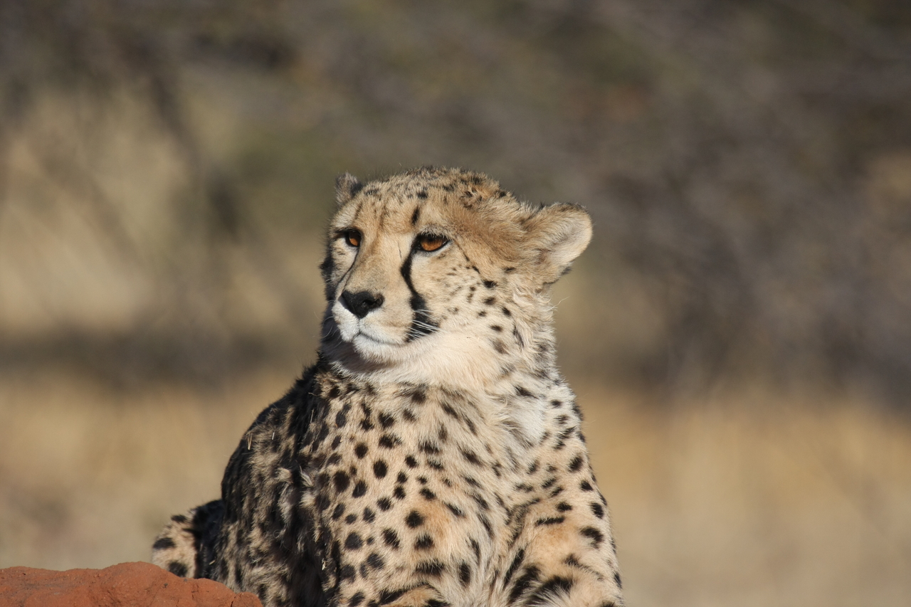 [6766] 2016_06_23_10_58_46_Africa_Canon_EOS_40D_IMG__01325.jpg