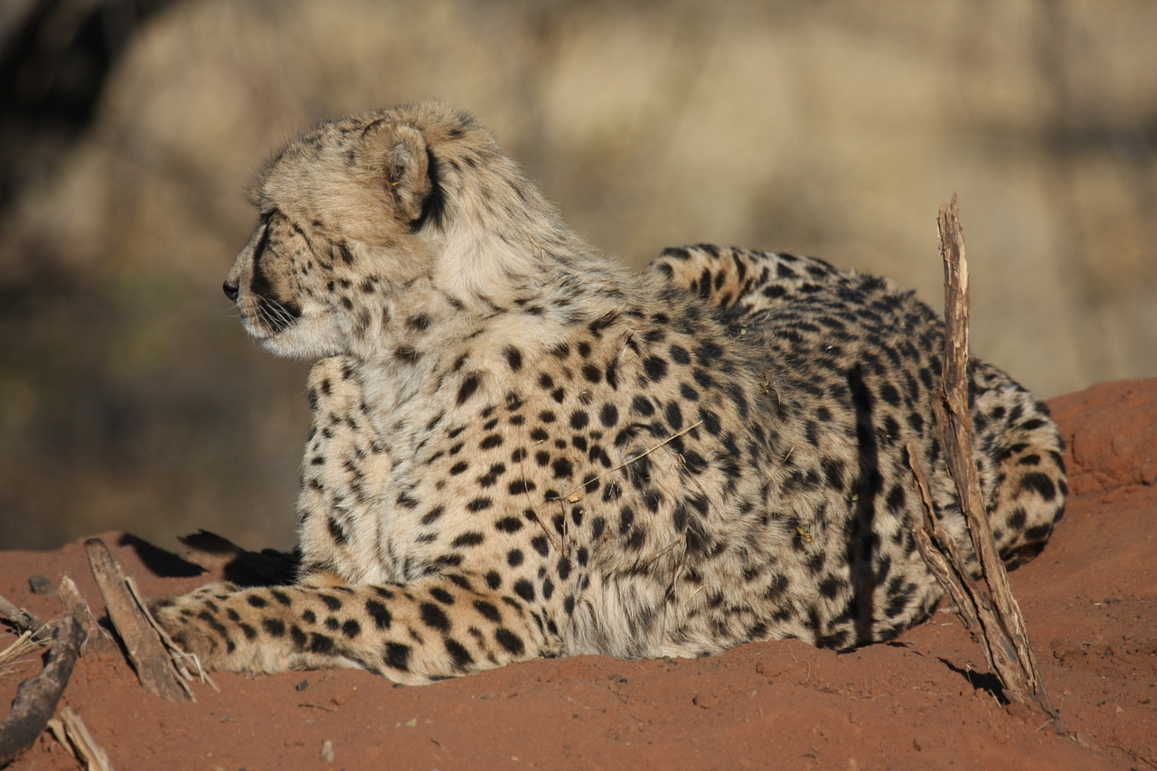 [6770] 2016_06_23_10_59_36_Africa_Canon_EOS_40D_IMG__00493.jpg