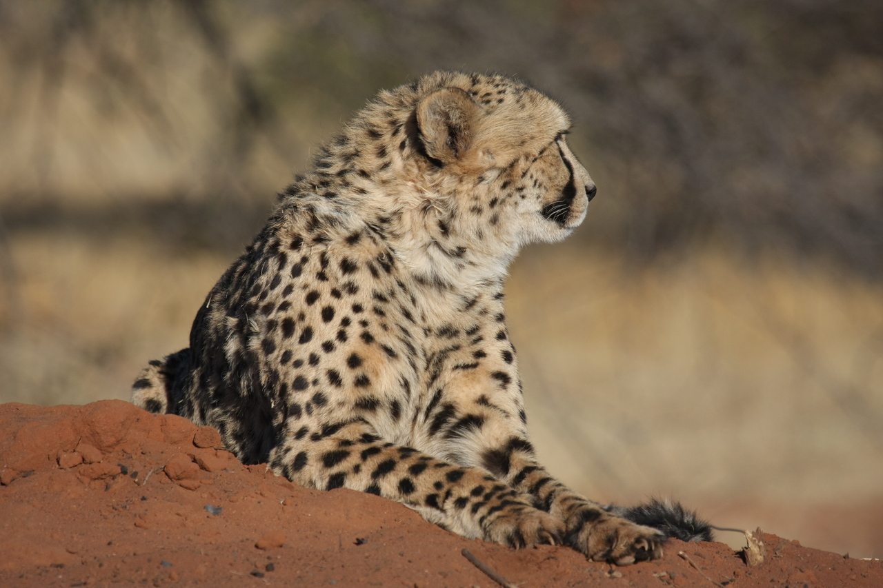 [6786] 2016_06_23_10_59_54_Africa_Canon_EOS_40D_IMG__01331.jpg