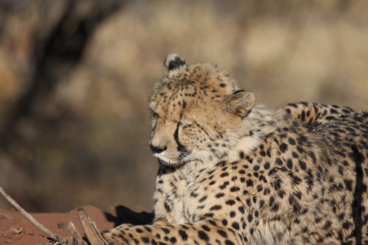 [6797] 2016_06_23_11_00_09_Africa_Canon_EOS_40D_IMG__08781.jpg