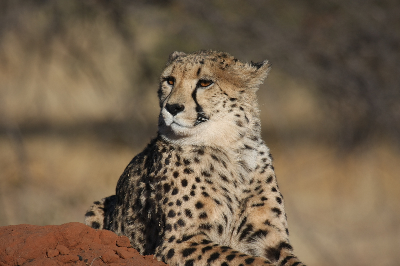 [6810] 2016_06_23_11_00_15_Africa_Canon_EOS_40D_IMG__01339.jpg