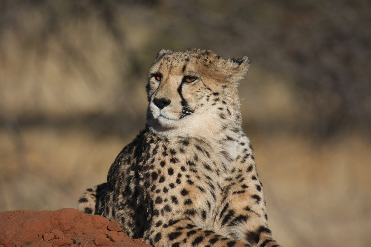 [6816] 2016_06_23_11_00_16_Africa_Canon_EOS_40D_IMG__01341.jpg