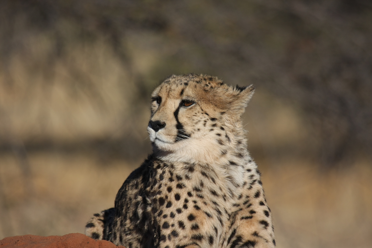 [6824] 2016_06_23_11_00_23_Africa_Canon_EOS_40D_IMG__08790.jpg