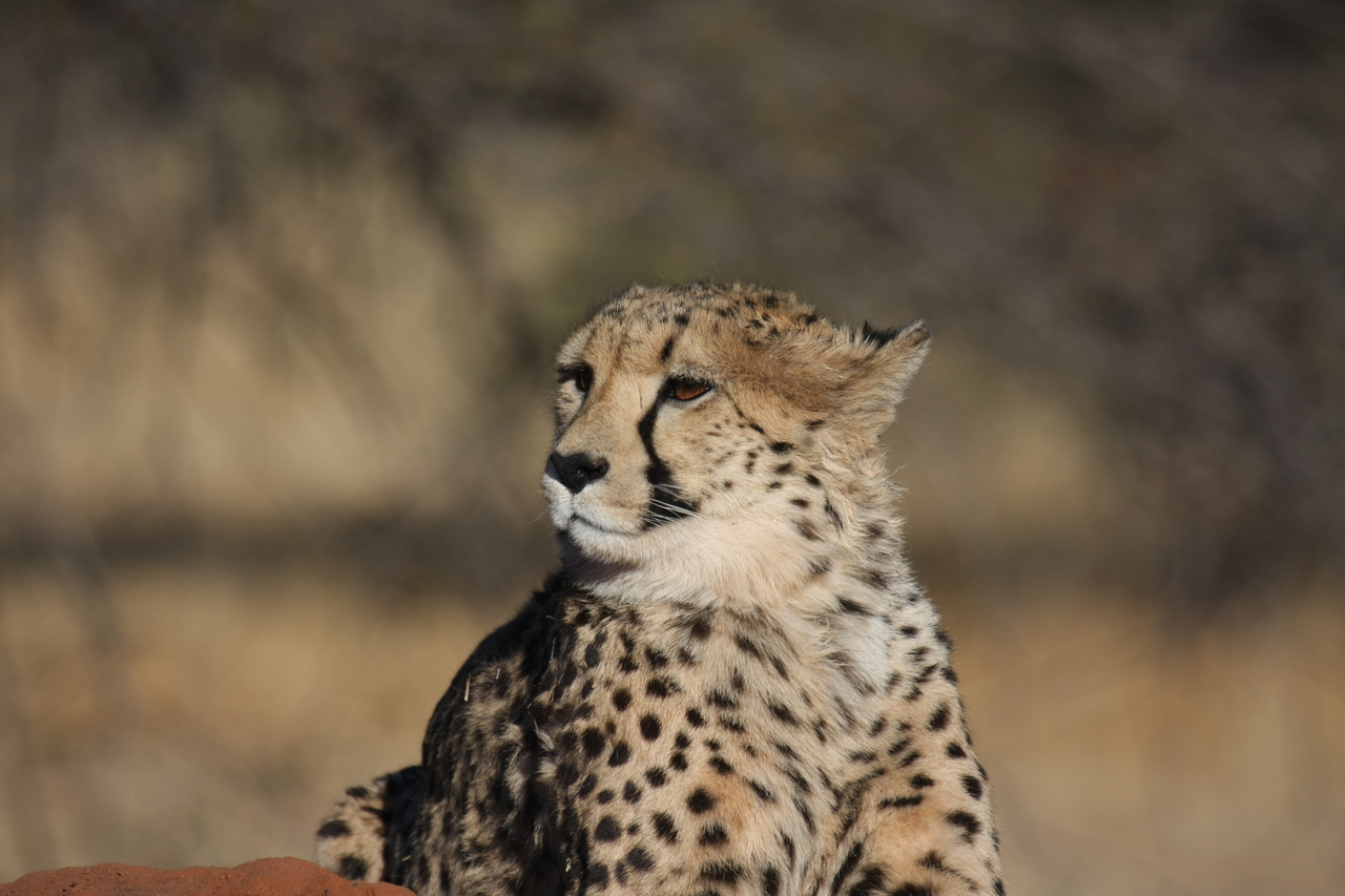 [6828] 2016_06_23_11_00_26_Africa_Canon_EOS_40D_IMG__01344.jpg