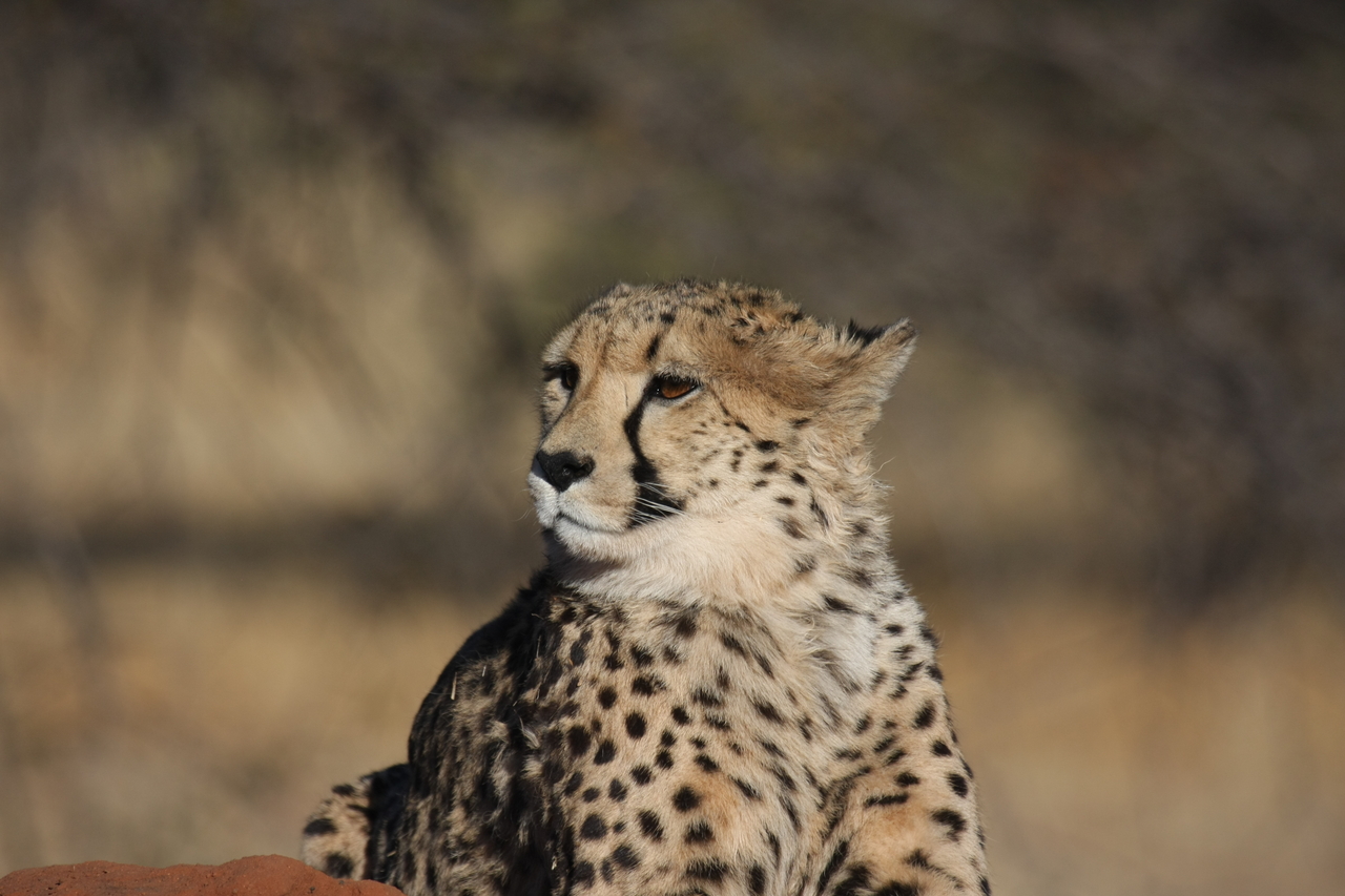 [6833] 2016_06_23_11_00_26_Africa_Canon_EOS_40D_IMG__08793.jpg