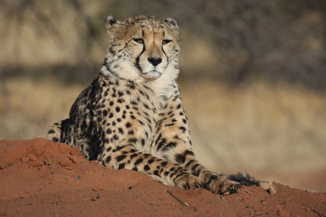 [6847] 2016_06_23_11_00_54_Africa_Canon_EOS_40D_IMG__00514.jpg