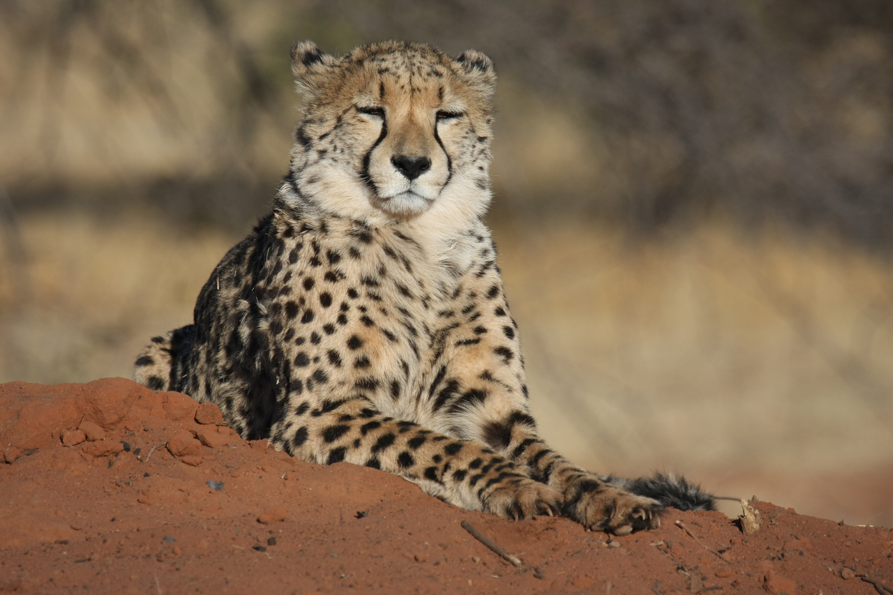 [6849] 2016_06_23_11_00_54_Africa_Canon_EOS_40D_IMG__01347.jpg