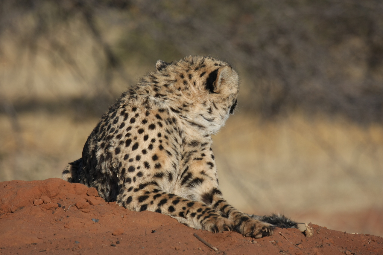 [6865] 2016_06_23_11_01_17_Africa_Canon_EOS_40D_IMG__08799.jpg