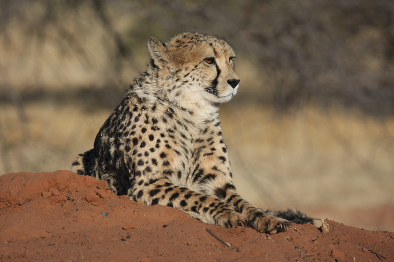 [6869] 2016_06_23_11_01_33_Africa_Canon_EOS_40D_IMG__00522.jpg