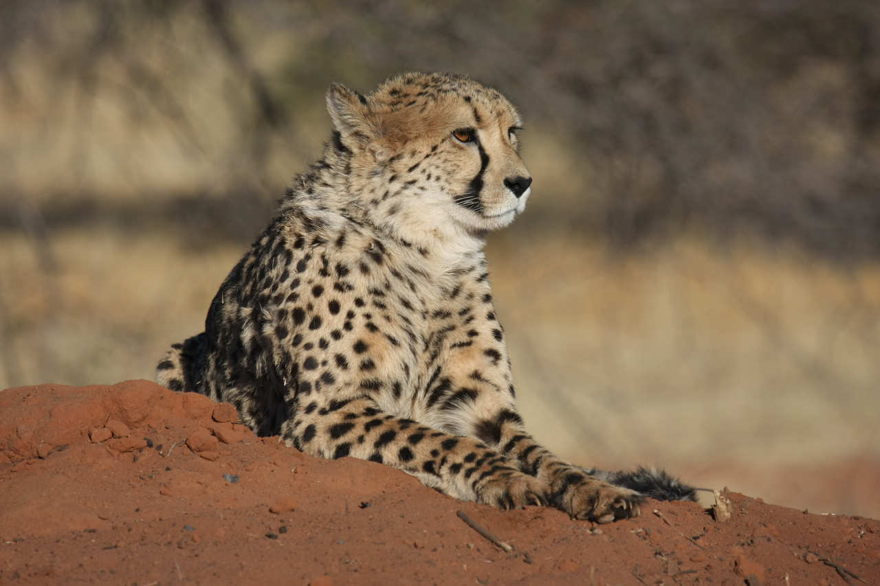 [6874] 2016_06_23_11_01_33_Africa_Canon_EOS_40D_IMG__08802.jpg