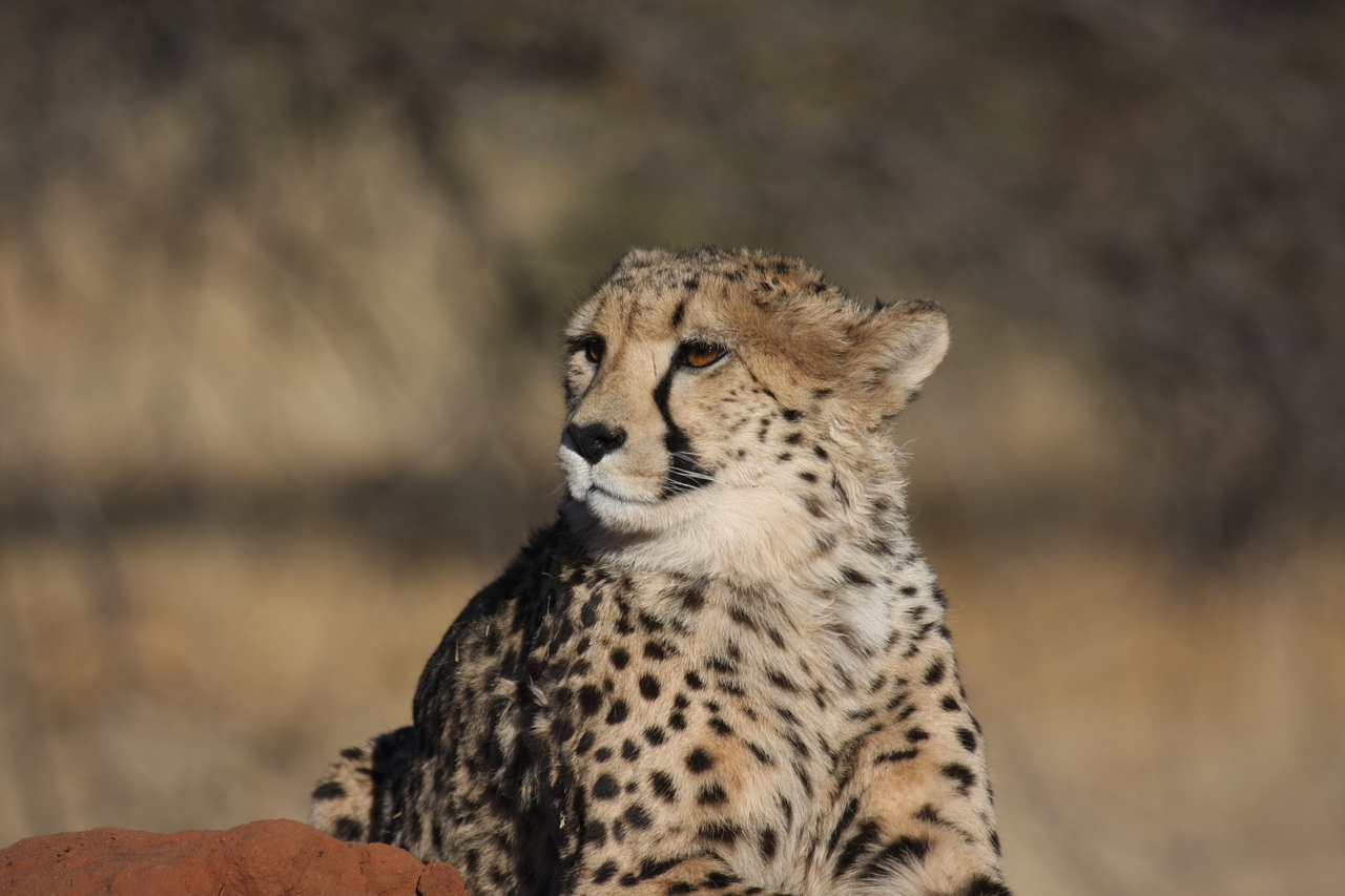 [6881] 2016_06_23_11_01_40_Africa_Canon_EOS_40D_IMG__01359.jpg