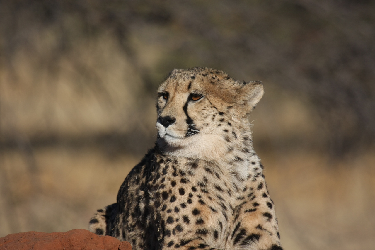 [6882] 2016_06_23_11_01_40_Africa_Canon_EOS_40D_IMG__08804.jpg