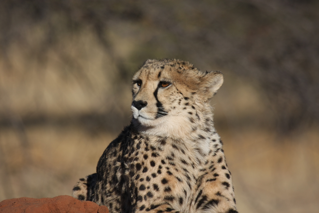 [6883] 2016_06_23_11_01_40_Africa_Canon_EOS_40D_IMG__08805.jpg