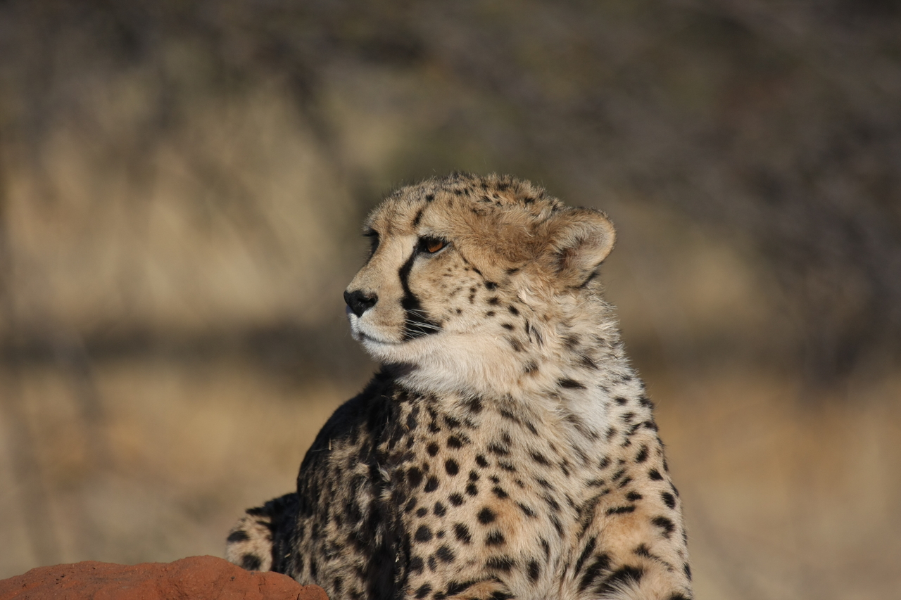 [6893] 2016_06_23_11_01_43_Africa_Canon_EOS_40D_IMG__08809.jpg