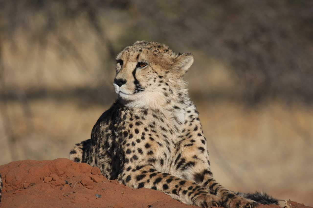 [6899] 2016_06_23_11_01_56_Africa_Canon_EOS_40D_IMG__08811.jpg