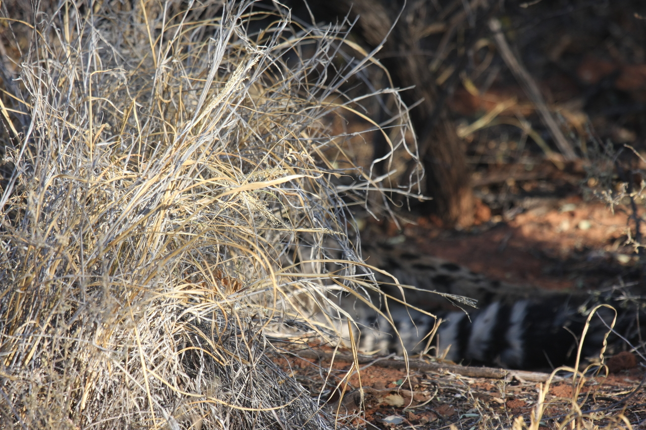 [6900] 2016_06_23_11_02_21_Africa_Canon_EOS_40D_IMG__00531.jpg
