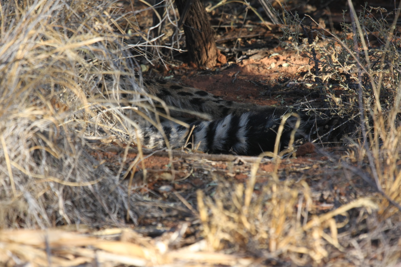 [6903] 2016_06_23_11_02_42_Africa_Canon_EOS_40D_IMG__00532.jpg