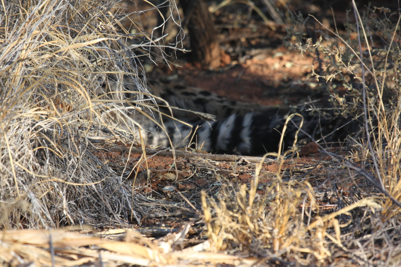 [6906] 2016_06_23_11_02_42_Africa_Canon_EOS_40D_IMG__01367.jpg