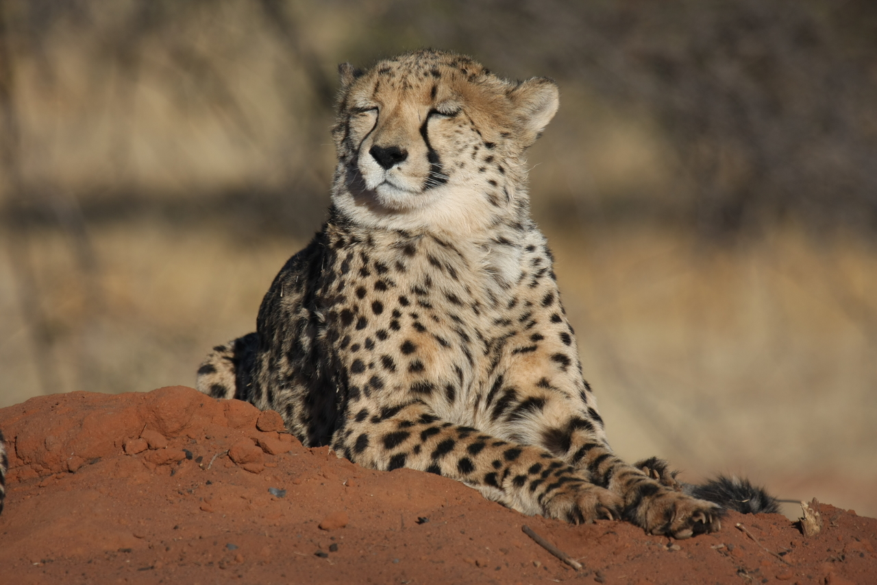 [6916] 2016_06_23_11_03_07_Africa_Canon_EOS_40D_IMG__08816.jpg