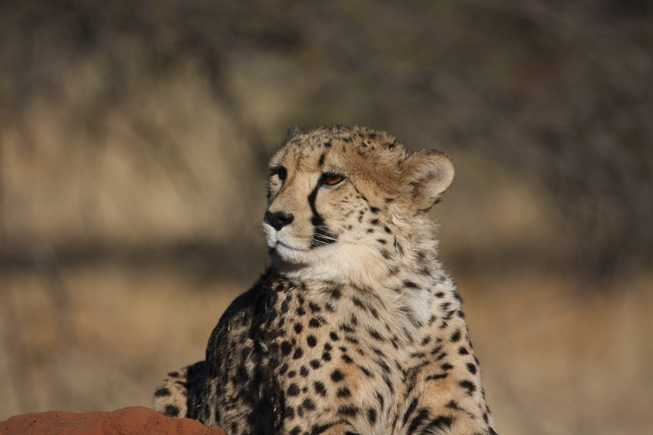 [6928] 2016_06_23_11_03_20_Africa_Canon_EOS_40D_IMG__08820.jpg