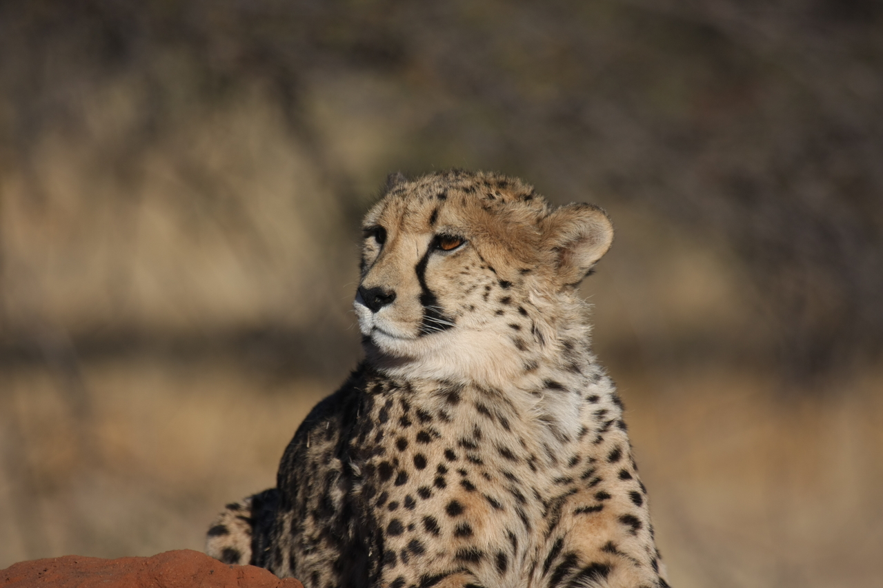 [6929] 2016_06_23_11_03_20_Africa_Canon_EOS_40D_IMG__08821.jpg