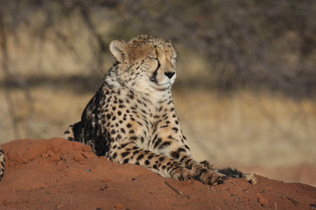 [6945] 2016_06_23_11_04_21_Africa_Canon_EOS_40D_IMG__01380.jpg