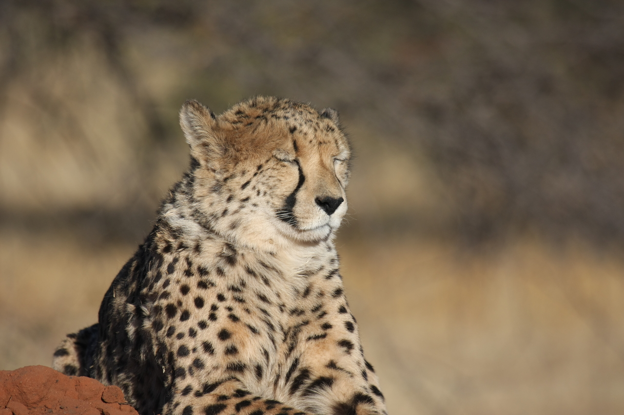 [6957] 2016_06_23_11_04_28_Africa_Canon_EOS_40D_IMG__00550.jpg