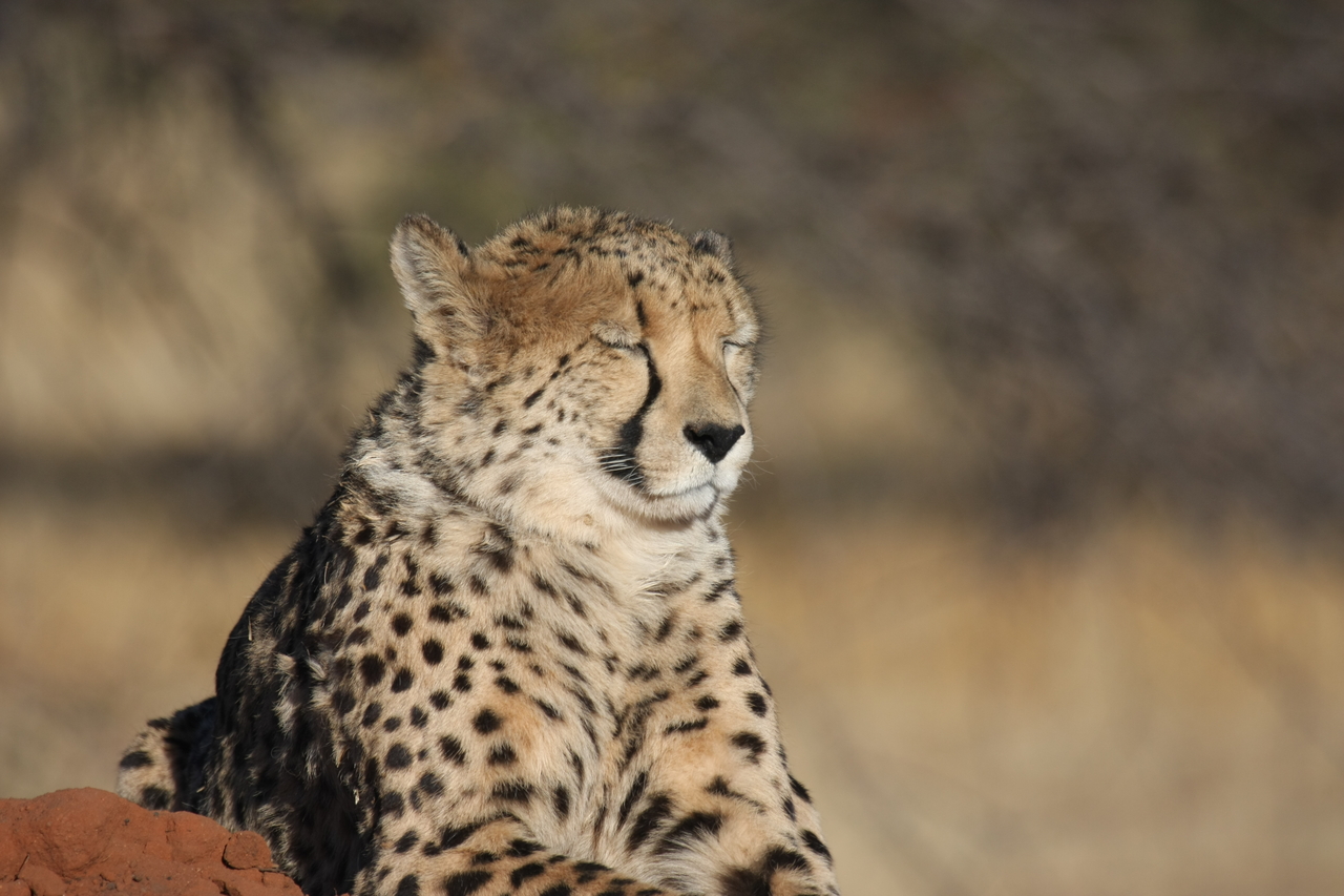 [6958] 2016_06_23_11_04_28_Africa_Canon_EOS_40D_IMG__00551.jpg