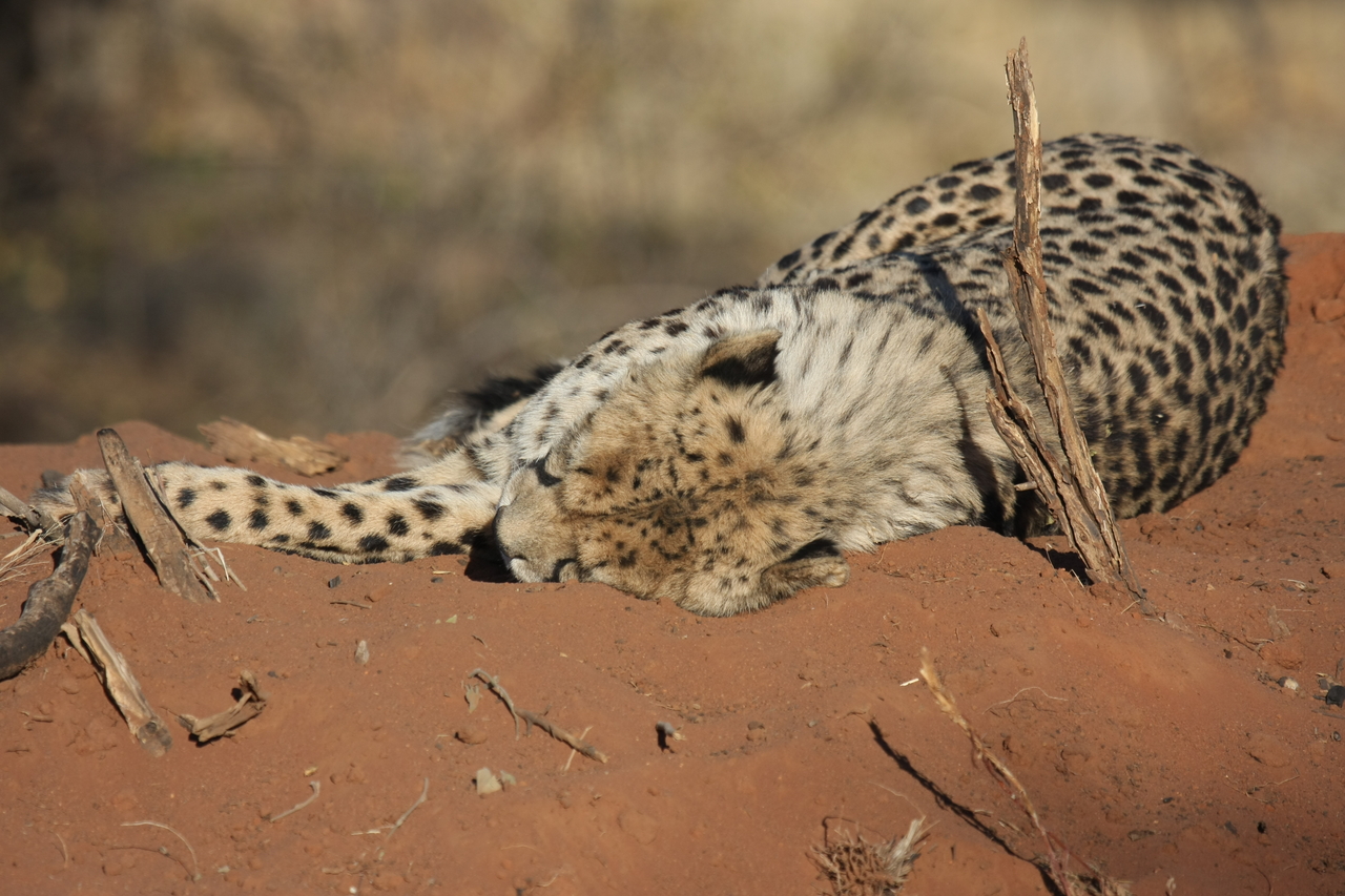 [6967] 2016_06_23_11_04_37_Africa_Canon_EOS_40D_IMG__00554.jpg