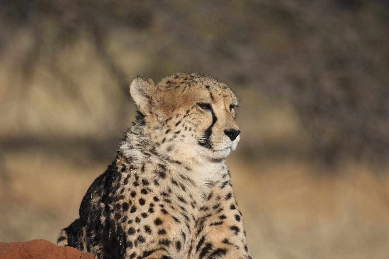 [6984] 2016_06_23_11_07_52_Africa_Canon_EOS_40D_IMG__00557.jpg