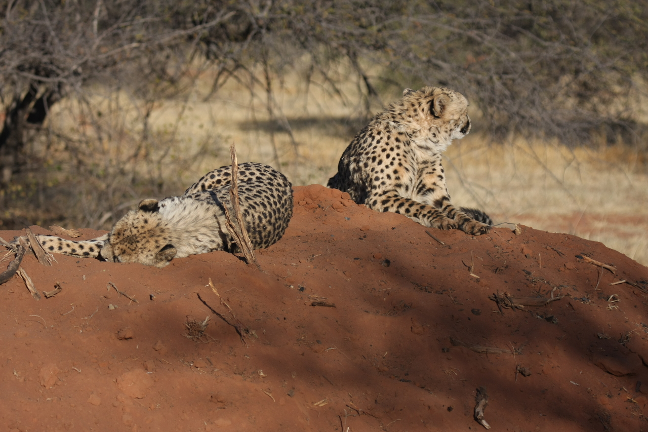 [6995] 2016_06_23_11_08_12_Africa_Canon_EOS_40D_IMG__00560.jpg