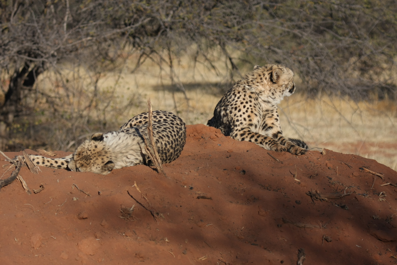 [7011] 2016_06_23_11_08_16_Africa_Canon_EOS_40D_IMG__08843.jpg