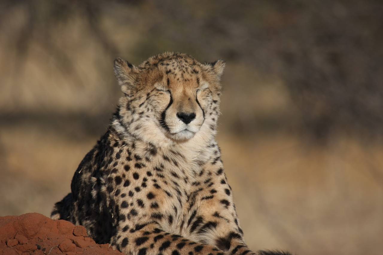 [7028] 2016_06_23_11_08_35_Africa_Canon_EOS_40D_IMG__01404.jpg