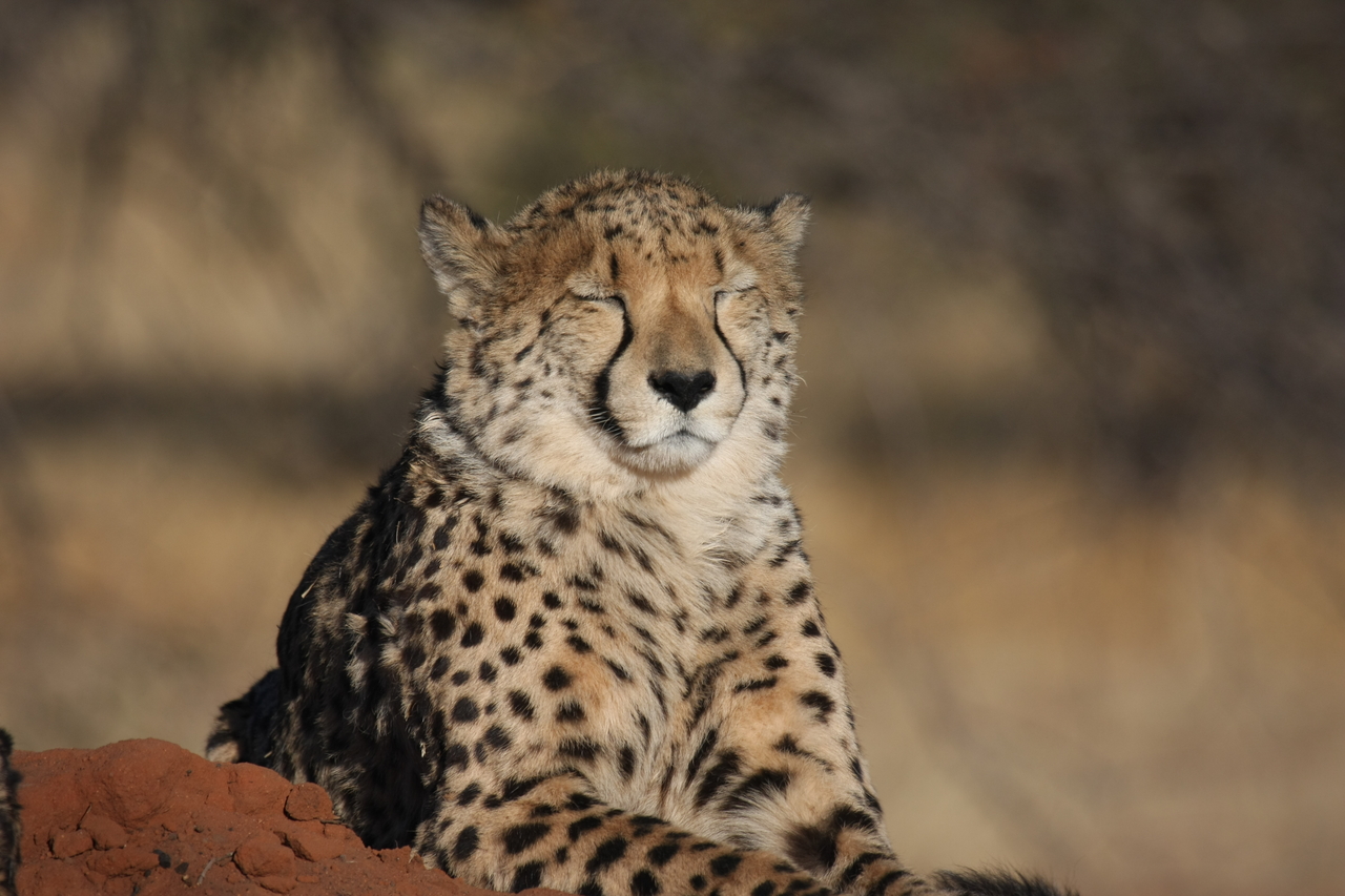 [7036] 2016_06_23_11_08_39_Africa_Canon_EOS_40D_IMG__00573.jpg