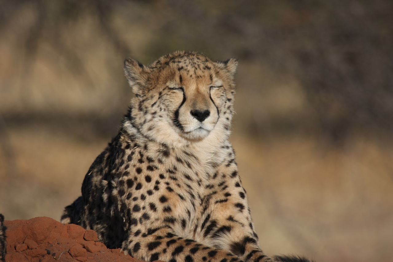 [7037] 2016_06_23_11_08_39_Africa_Canon_EOS_40D_IMG__00574.jpg