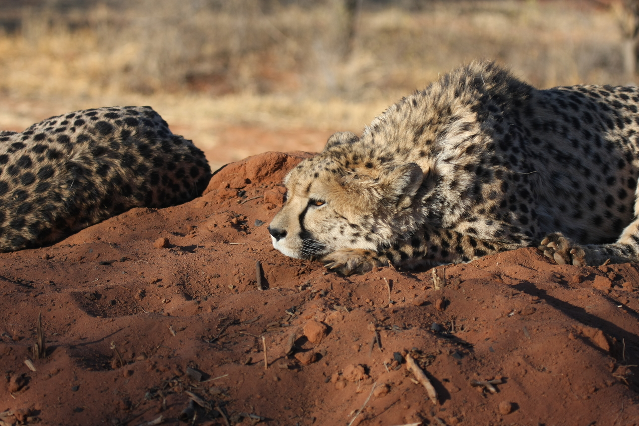 [7063] 2016_06_23_11_13_14_Africa_Canon_EOS_40D_IMG__08861.jpg