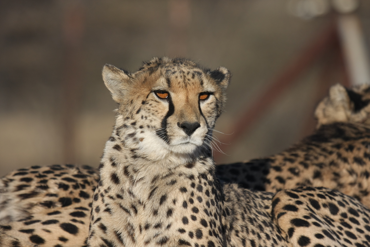 [7137] 2016_06_23_11_19_53_Africa_Canon_EOS_40D_IMG__01427.jpg