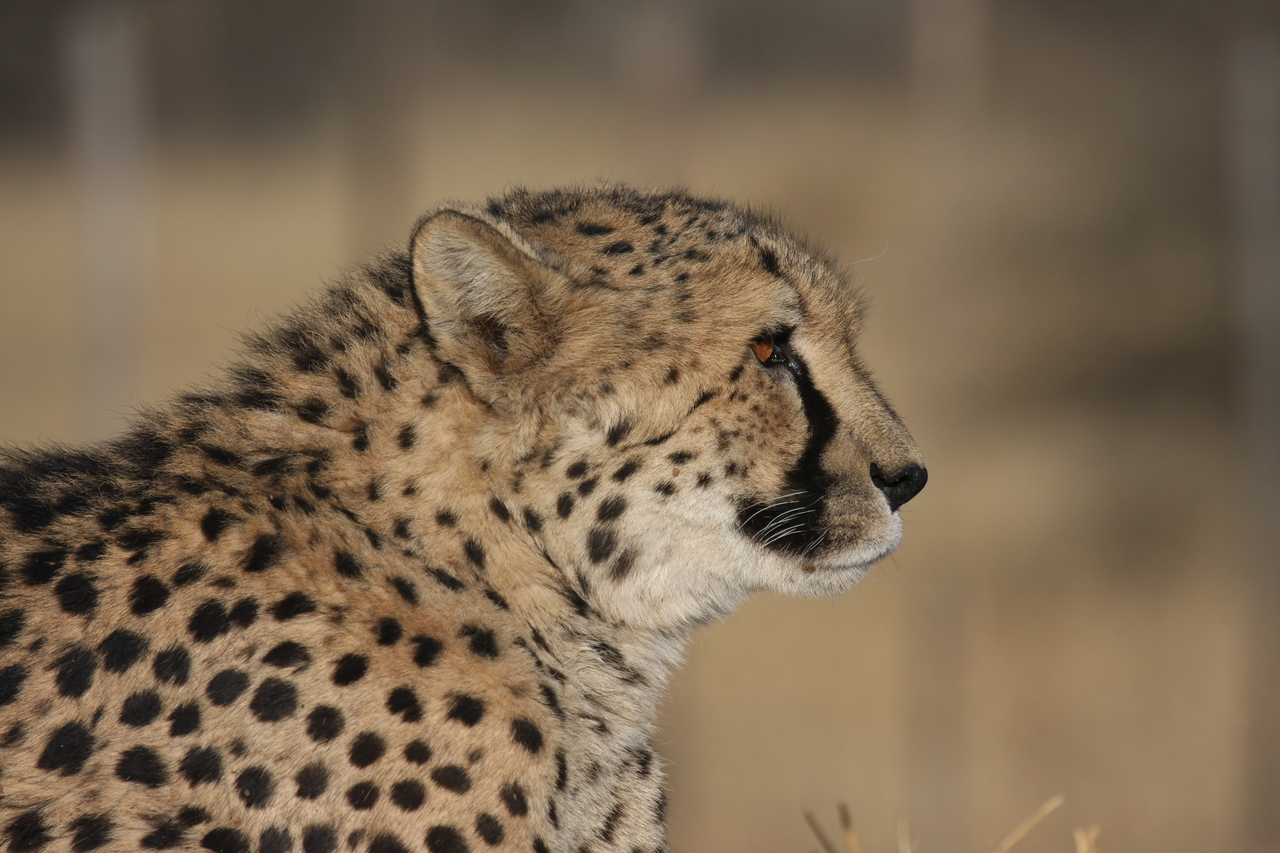 [7145] 2016_06_23_11_20_06_Africa_Canon_EOS_40D_IMG__08877.jpg