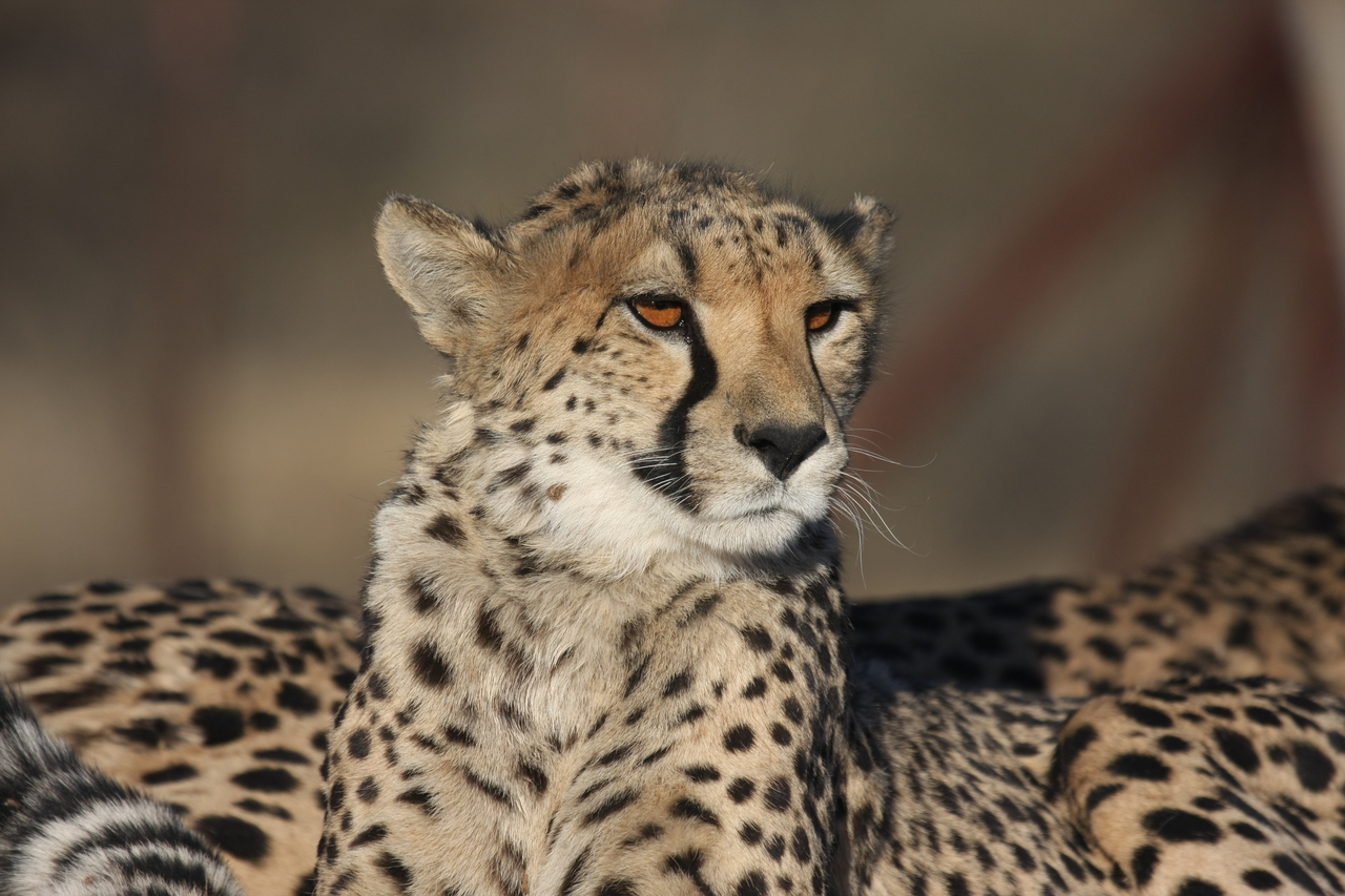 [7205] 2016_06_23_11_21_21_Africa_Canon_EOS_40D_IMG__00614.jpg