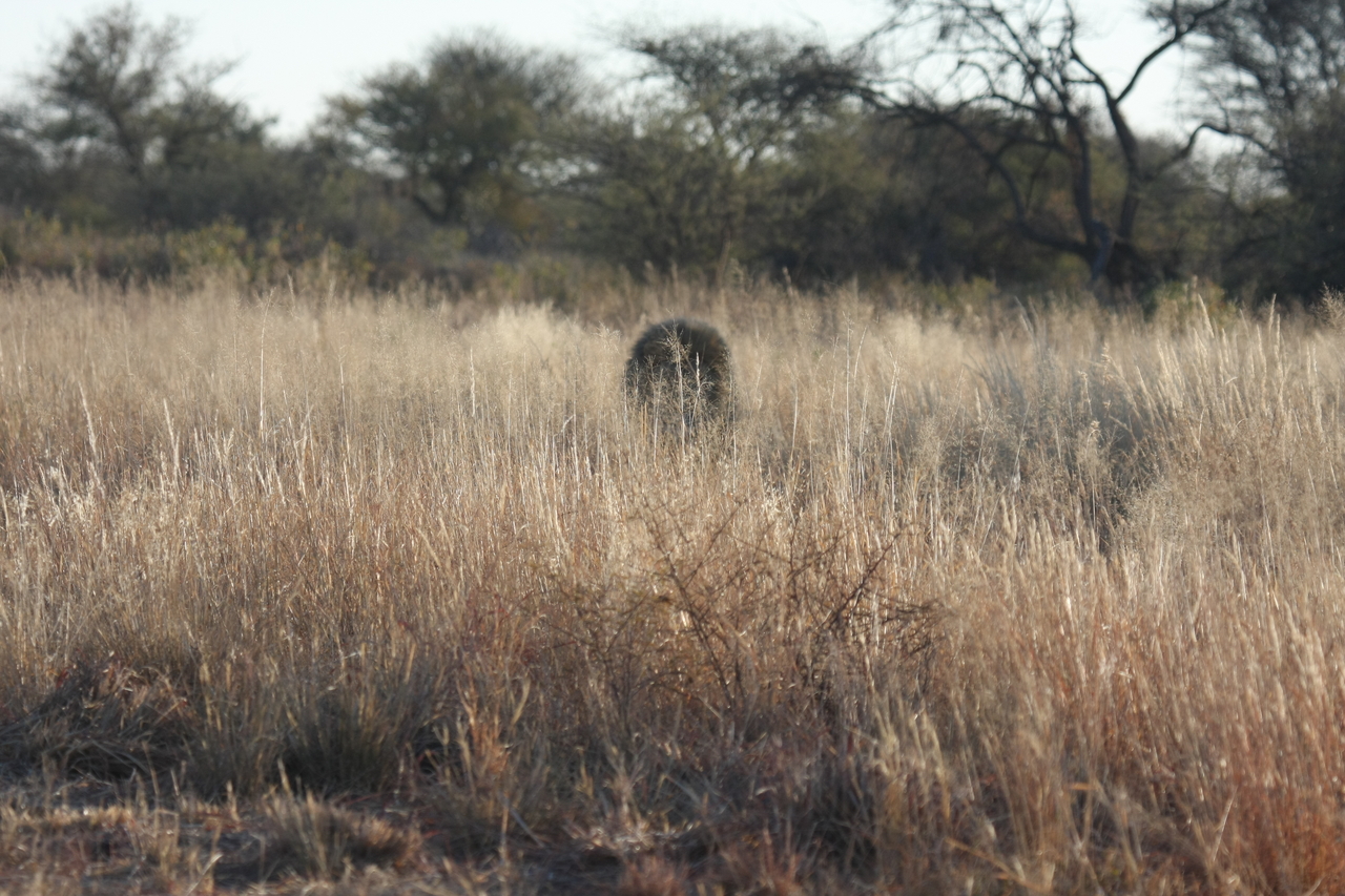 [7271] 2016_06_23_11_39_10_Africa_Canon_EOS_40D_IMG__01468.jpg