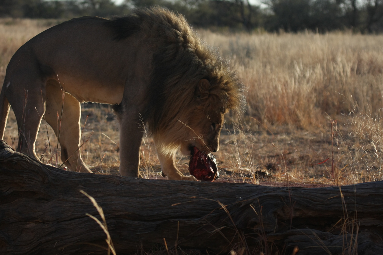 [7360] 2016_06_23_11_39_29_Africa_Canon_EOS_40D_IMG__08944.jpg